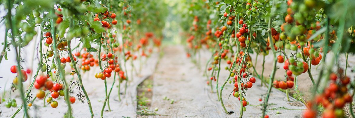 Die richtige Pflege für eine erfolgreiche Tomaten Ernte - Die richtige Pflege für eine erfolgreiche Tomaten Ernte ☀️
