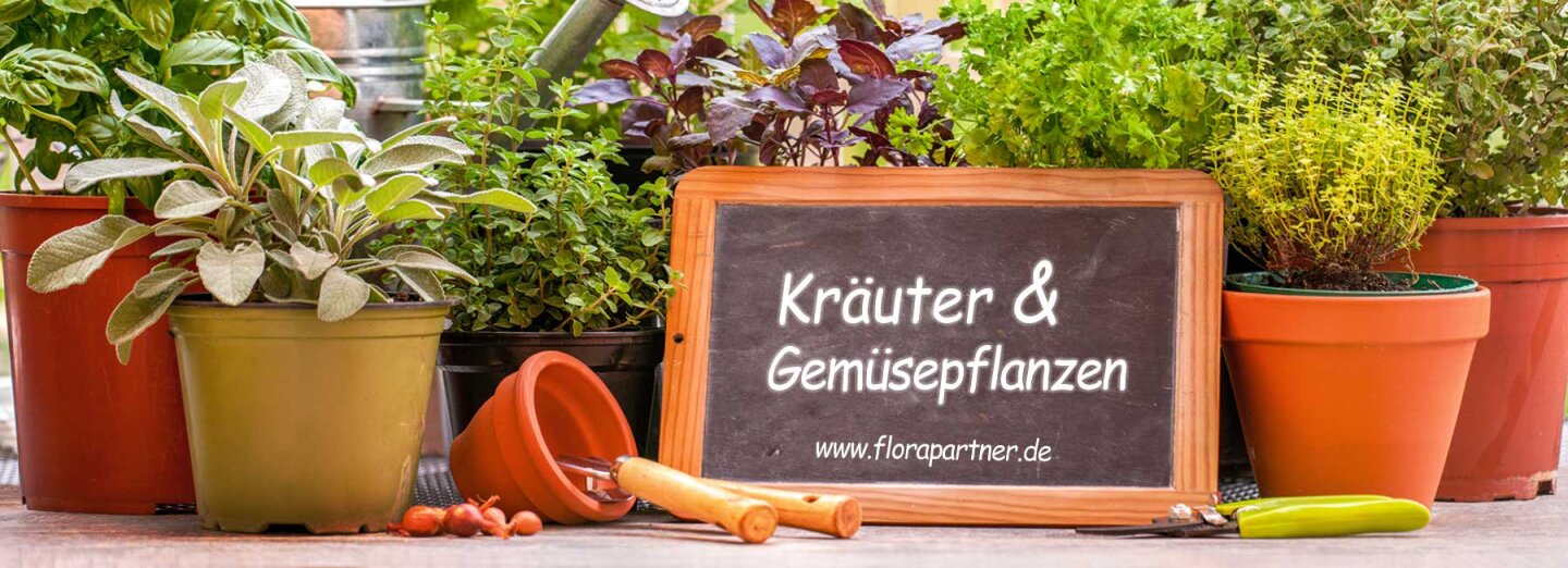 Kräuterpflanzen und Gemüsepflanzen vom Niederrhein