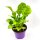 Mangold Pflanze`Brigth ligths`  Beta vulgaris