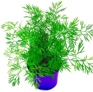 Dill Pflanze     Anethum-graveolens  