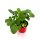 Wald Erdbeere`&quot;Gourmet&quot; Fragaria-vesca   