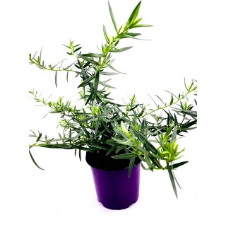 Franz&ouml;sischer Estragon  Artemisia-dracunculus   