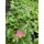 Erdbeer Pflanze &quot;Toscana&quot; Fragaria-ananassa 
