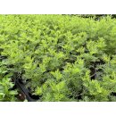 Cola-Pflanze Artemisia-abrotanum var. maritima