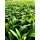 Bärlauch-Pflanze  Allium-ursium