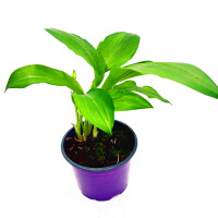 Bärlauch-Pflanze  Allium-ursium