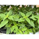 Ananas Salbei    Salvia-rutilans