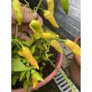 Zitronen Chili - Capsicum baccatum `Lemon Drop`