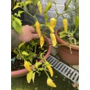 Zitronen Chili - Capsicum baccatum `Lemon Drop`