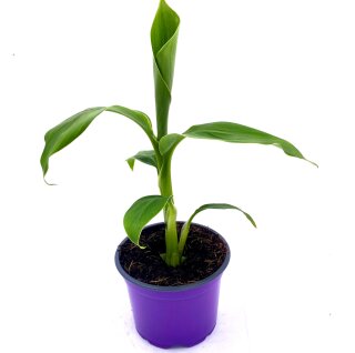 Winterharte Bananen Pflanze  Musa-basjoo