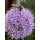 Schnitt Knoblauch  Allium- tuberosum