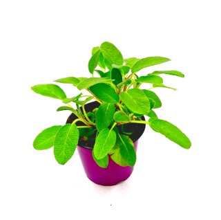 Salbei Pflanze ´Culinaria`  Salvia - officinalis