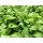 Salbei Pflanze &acute;Culinaria`  Salvia - officinalis