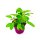 Silber Salbei Pflanze ´Culinaria`  Salvia - officinalis