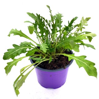 Rucola Pflanze  Diplotaxis-tenuifolia