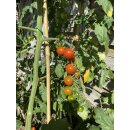 Freiland Cherry-Tomate Lycopersicum esculentum