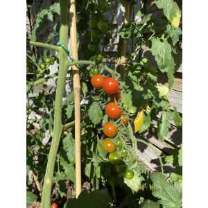Freiland Cherry-Tomatenpflanze "Philovita"