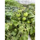 Mini Balkon Tomate Primabell Lycopersicon-esculentum