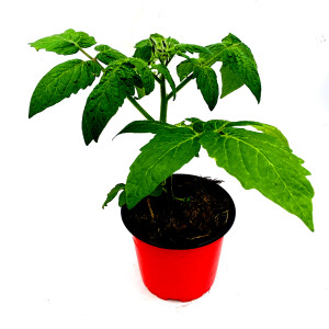 Freiland - Tomatenpflanze "Phantasia"