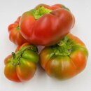 veredelte Ochsenherz Tomate   Lycopersicon esculentum