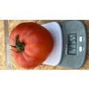 veredelte Ochsenherz Tomate   Lycopersicon esculentum