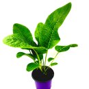 Meerrettich Pflanze  Armorica-rusticana