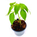 Peperoni Pflanze Vectura Yellow Koh Samui