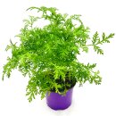 Chinesischer Beifuss Artemisia-annua
