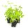 Jiaogulan Pflanze Gynostemma pentaphyllum 6er Set kräftige Jungpflanzen