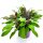 Purpur Salbei Salvia officinalis  ´Purpurascens´