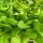 Kopfsalat grün Nobellan Jungpflanzen 6er-Set
