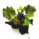 Batavia -Salat  rot  Lactuca sativa var. capitata Jungpflanzen 6er Set