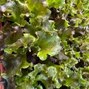 Batavia -Salat  rot  Lactuca sativa var. capitata...