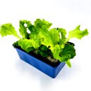 Lollo Bionda Salat Jungpflanzen 6er Set