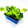 Lollo Bionda Salat Jungpflanzen 6er Set