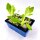 Romana-Salatherzen Jungpflanzen 6er Set