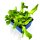 Eissalat grün Jungpflanzen 6er Set