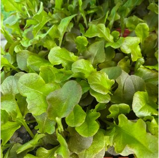 Eichblatt Salat rot "Sirmai" Jungpflanzen 6er Set