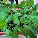 Kohlrabi weiss Jungpflanzen 6er Set Superschmelz