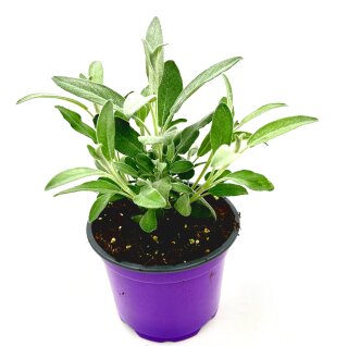 Marzipan Salbei  Salvia officinalis ´Nazareth`