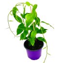 Mini-Kiwi Pflanze Actinidia arguta