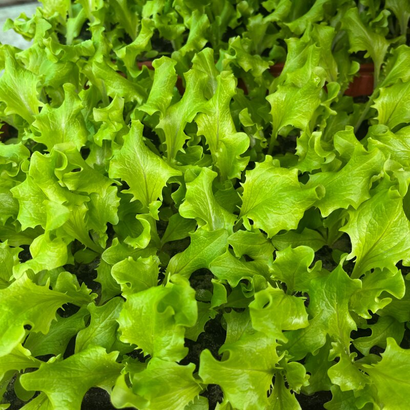 Batavia -Salat Grün Lactuca sativa var. capitata Jungpflanzen bestellen ...
