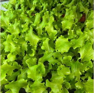 Batavia -Salat grün  Lactuca sativa var. capitata Jungpflanzen 6er Set