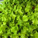 Batavia -Salat grün  Lactuca sativa var. capitata...