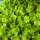 Batavia -Salat grün  Lactuca sativa var. capitata Jungpflanzen 6er Set