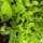 Eichblatt Salat grün Jungpflanzen 6er-Set