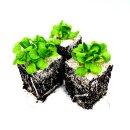 Feldsalat-Salat Jungpflanzen 6er-Set