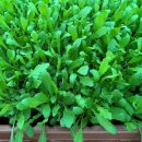 Rucola Gemüse -  Jungpflanzen 6er-Set