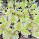 Salat Lollo-Rossa  Gemüse -  Jungpflanzen 6er-Set