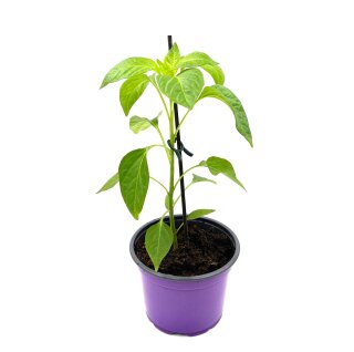 Thai-Chili    Capsicum- frutescens
